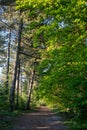 A fresh, sunny, spring morning in the forest, with the sun shining through the woods on the path between the trees Royalty Free Stock Photo