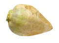 Fresh swede vegetable Royalty Free Stock Photo