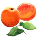 Fresh sweet apricot fruit, two juicy ripe apricots with green leaves, isolated, drawn watercolor illustration on white Royalty Free Stock Photo