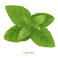 Fresh Sweet Basil Herb Royalty Free Stock Photo