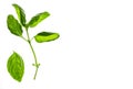 Fresh sweet basil leaves isolated on white background Royalty Free Stock Photo