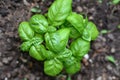 Fresh sweet basil Ocimum basilicum plant and leaves growing in urban garden Royalty Free Stock Photo