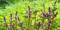 Fresh Sweet Basil plant growth Royalty Free Stock Photo