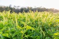 Fresh Sweet Basil, Thai Basil tree Royalty Free Stock Photo