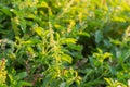 Fresh Sweet Basil, Thai Basil tree Royalty Free Stock Photo