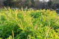 Fresh Sweet Basil, Thai Basil tree Royalty Free Stock Photo