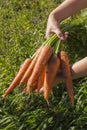 Fresh, sweet carrots. Organic vegetables. Healthy food.