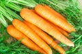 Fresh and sweet carrots on wooden table.