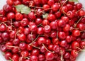 Fresh sweet cherry harvest