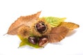 Fresh sweet chestnuts Royalty Free Stock Photo