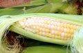 Fresh Sweet Corn Royalty Free Stock Photo