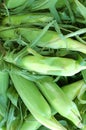 fresh sweet corn Royalty Free Stock Photo