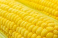 Fresh sweet corn Royalty Free Stock Photo