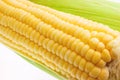 Fresh sweet corn Royalty Free Stock Photo