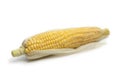 Fresh sweet corn on the cob Royalty Free Stock Photo