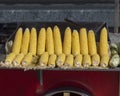 Fresh sweet corn cobs await to boil Royalty Free Stock Photo