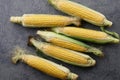 Fresh sweet corn cobs on gray stone background Royalty Free Stock Photo