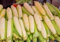 Fresh sweet corn cobs for sale Royalty Free Stock Photo