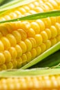 Fresh sweet corn cobs. Selective focus Royalty Free Stock Photo