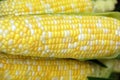 Fresh sweet corn Royalty Free Stock Photo