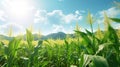 fresh sweet corn in field Royalty Free Stock Photo