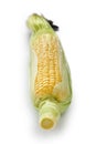 Fresh sweet corn isolated Royalty Free Stock Photo