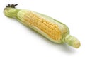 Fresh sweet corn isolated Royalty Free Stock Photo