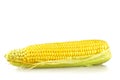 Fresh sweet corn isolated on white Royalty Free Stock Photo