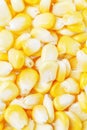 Fresh Sweet Corn Royalty Free Stock Photo