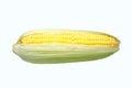 Fresh sweet corn on the white background Royalty Free Stock Photo