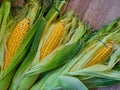 Fresh sweet corn on wooden table. Selective focus. Eco Food Concept. GMO-free concept Royalty Free Stock Photo