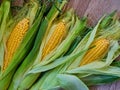 Fresh sweet corn on wooden table. Selective focus. Eco Food Concept. GMO-free concept