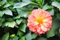 Fresh sweet dahlia patterns  colorful flower head blooming in garden top view , copy space Royalty Free Stock Photo