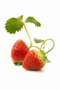 Fresh and sweet delicious strawberries and water droplets Royalty Free Stock Photo