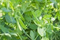 Fresh sweet green pea pod with flowers, growing young sugar snap peas in the garden, outdoors Royalty Free Stock Photo