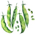 Fresh sweet green pea pod, peas, young sugar snap peas, isolated, hand drawn watercolor illustration on white Royalty Free Stock Photo