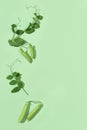 Fresh sweet green pea pods with leaves, pea sprouts, healthy vegetable food. Monochrome image Royalty Free Stock Photo