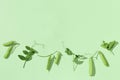 Fresh sweet green pea pods with leaves, pea sprouts, healthy vegetable food. Monochrome image Royalty Free Stock Photo