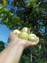 Fresh and sweet guava fruit from the tree in hand. Harvesting from the garden. Hands holding tropical fruits