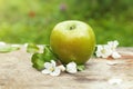 Fresh sweet juicy spring green apple with flowers