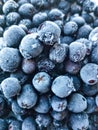 Fresh, sweet, large, healthy blueberries and chokeberry frozen.
