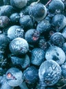 Fresh, sweet, large, healthy blueberries and chokeberry frozen.