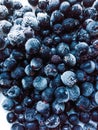 Fresh, sweet, large, healthy blueberries and chokeberry frozen.