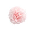 Fresh sweet light pink rose flowers head blooming top view isolated on white background with clipping path Royalty Free Stock Photo