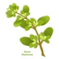 Fresh Sweet Marjoram Herb