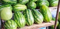 Fresh, sweet, natural farm grown, watermelon tropical organic fruits with hard green rinds, reddish juicy flesh and many black