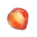 Fresh sweet nectarine, peach watercolor illustration isolated on white background. Whole ripe fruit hand drawn. Design Royalty Free Stock Photo