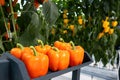 Fresh sweet orange bell peppers, paprika chili Royalty Free Stock Photo