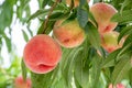 Fresh and sweet orchard peach.