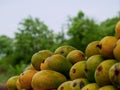 Fresh sweet organic variety of mango